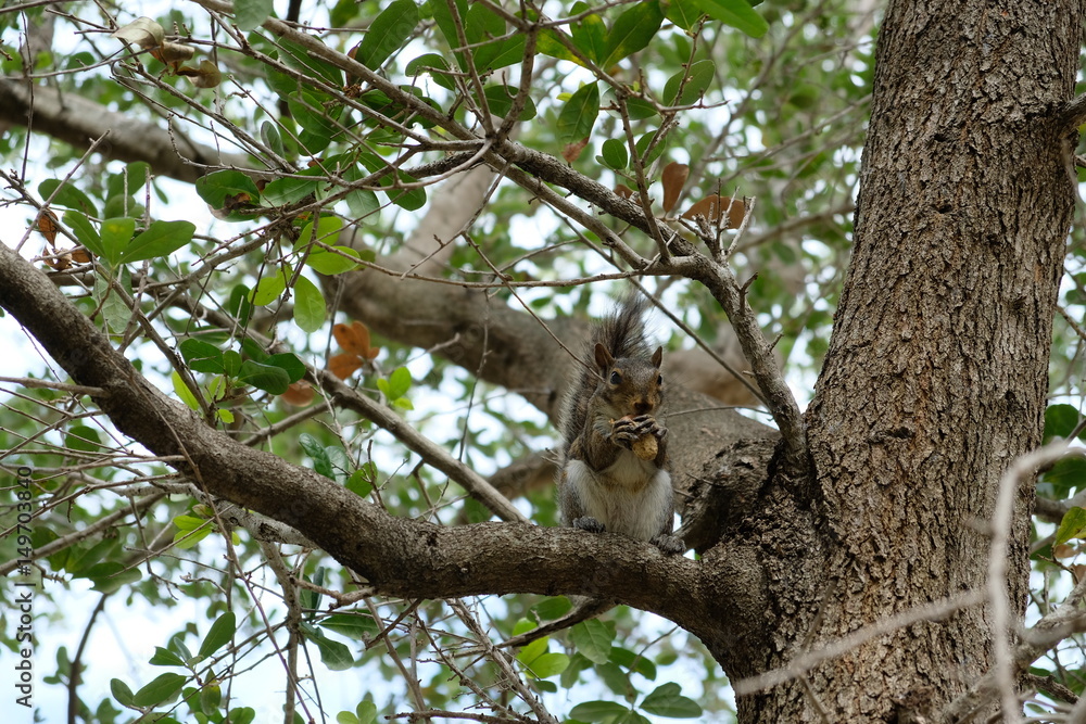 Fluffy squirrel sitting in a tree with nuts Fluffy squirrel sitting in a tree with nuts