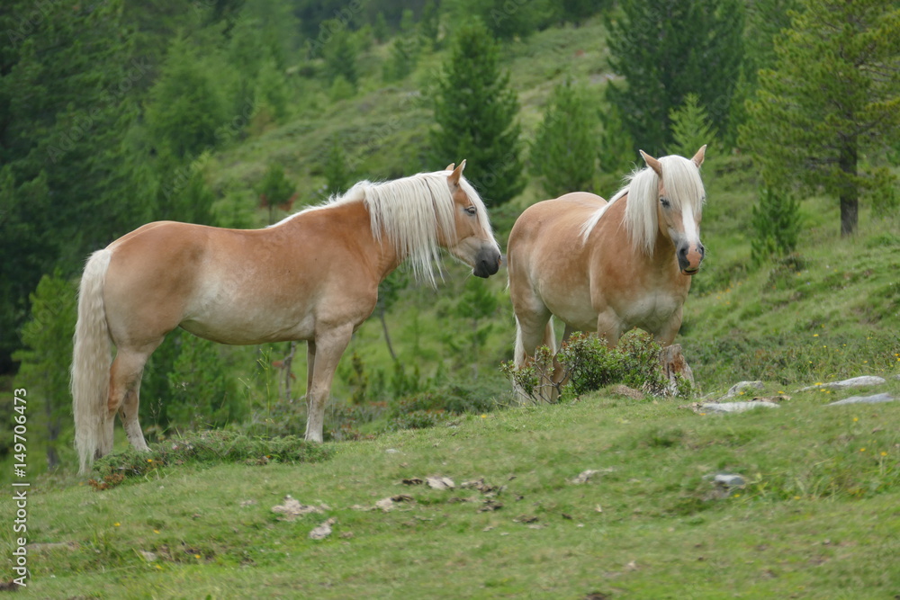 Obraz premium Haflinger