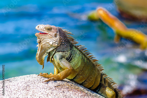 View on Iguana on a rock in National park Tayrona in Colombia photo