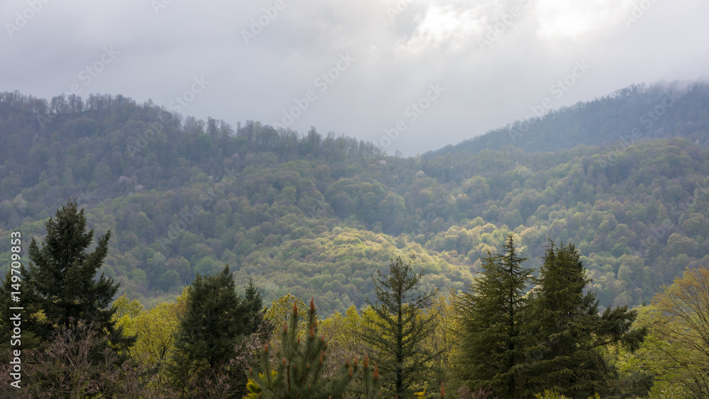 Forest of Russia on south of country Forest of Russia on south of country