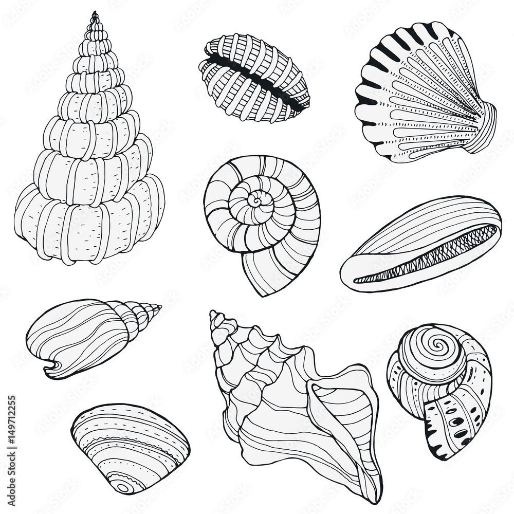 Hand drawn decorative seashells, isolated on white Hand drawn decorative seashells, isolated on white