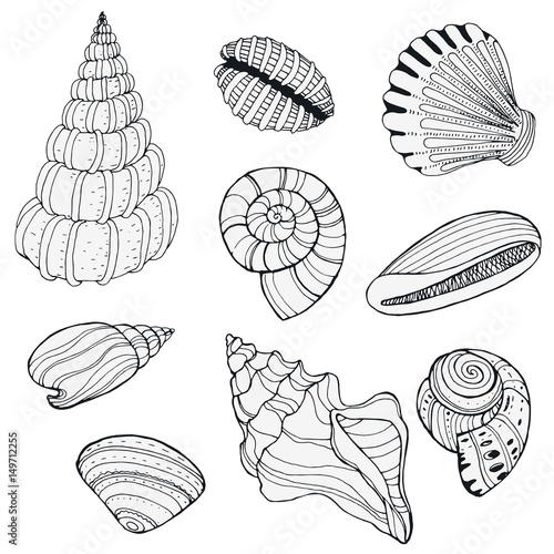 Hand drawn decorative seashells, isolated on white