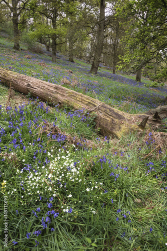 Fototapeta Naklejka Na Ścianę i Meble -  Stunning vibrant landscape image of blubell woods in English countryside in Spring