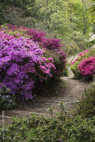 Beautiful vibrant landscape image of footpath border by Azalea flowers in Spring in England