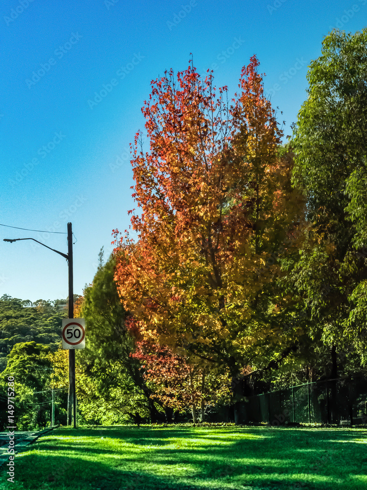 Naklejka premium Maple Autumn Season