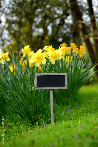 Fototapeta Naklejka Na Ścianę i Meble -  Narzissen mit Schild