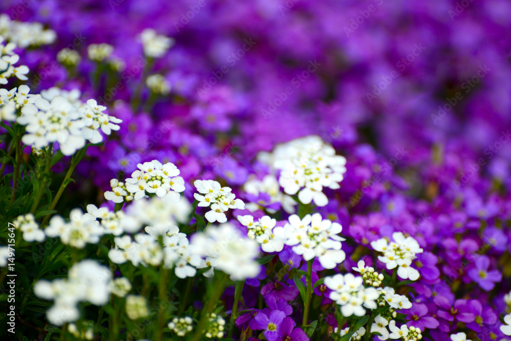 Schleifenblumen und Blaukissen Schleifenblumen und Blaukissen