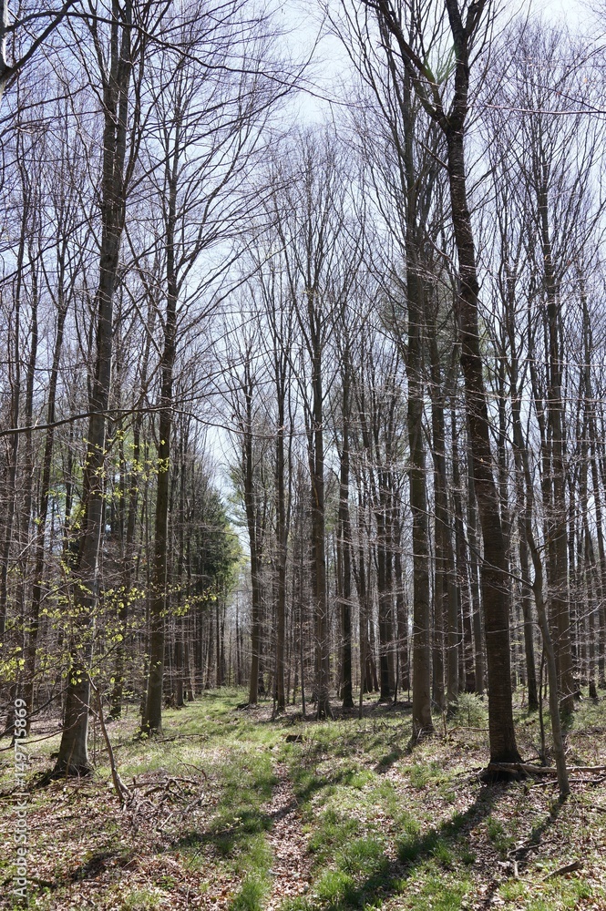 Obraz premium Es wird langsam grün: gewachsene Waldlandschaft