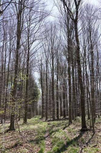 Fototapeta Naklejka Na Ścianę i Meble -  Es wird langsam grün: gewachsene Waldlandschaft 