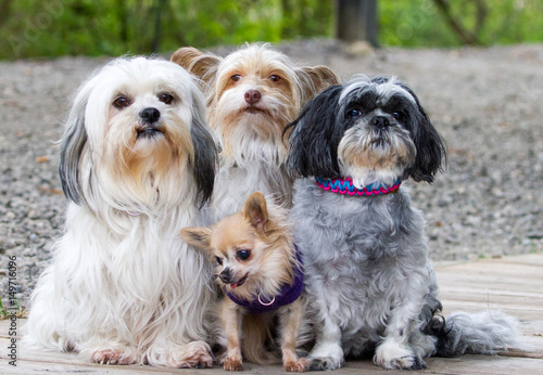 Langhaarige Chihuahua-Hündin mit ihren Hundefreunden  photo