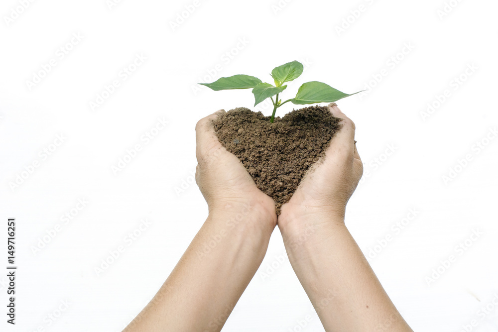 heart shap soil and plant among woman hands on white background heart shap soil and plant among woman hands on white background