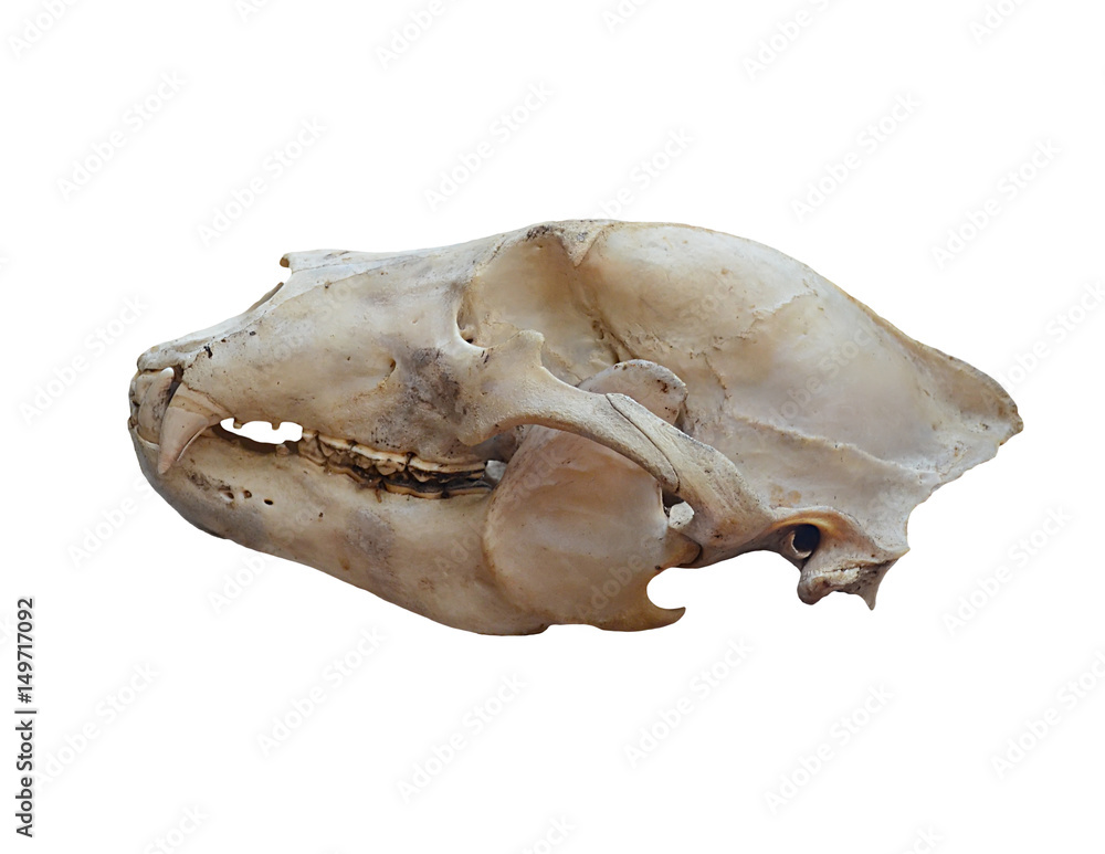 Skull of Brown bear (Usrus arctos) on a white background Skull of Brown bear (Usrus arctos) on a white background