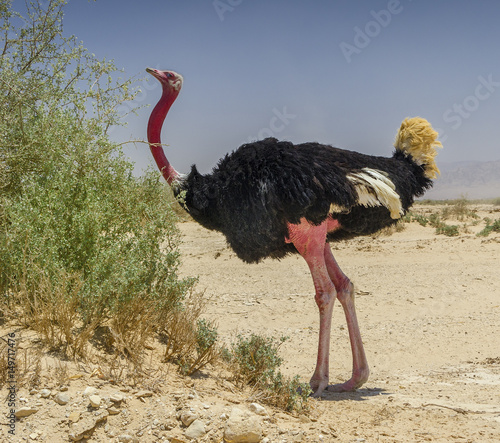 Male of African ostrich (Struthio camelus) with young chicks in nature reserve park, 35 km north of Eilat, Israel