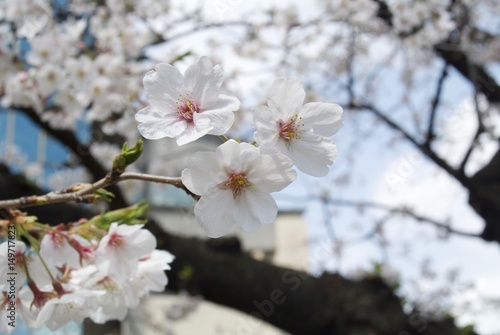 cherry blossom