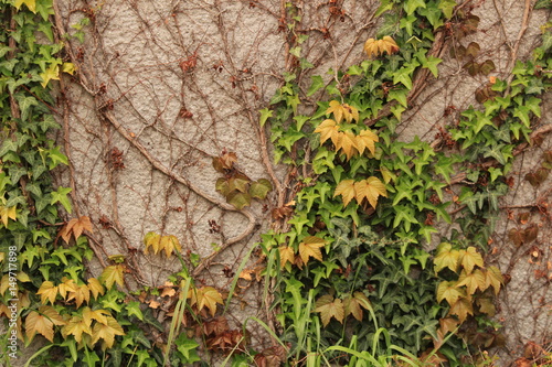 This is a poisonous Ivy on the wall. photo