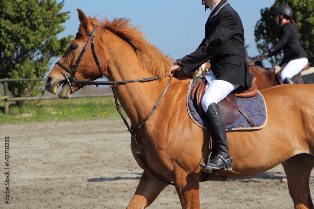 Cheval lors d'un concours hippique Cheval lors d'un concours hippique