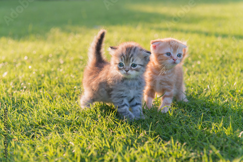Fototapeta Naklejka Na Ścianę i Meble -  Two cute kittens standing in green grass field with evening sun light.