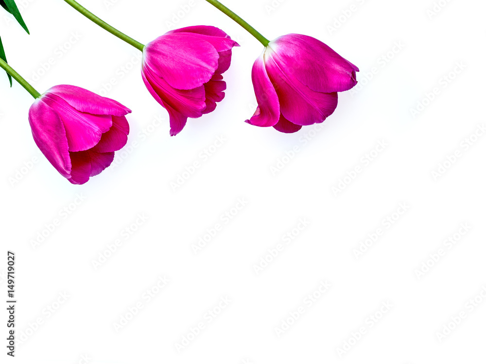 Rose buds Tulip flower isolated on white background. Studio shot, template for Mother's Day, 8 March and other greeting cards for lovely women. Horizontal, top view.