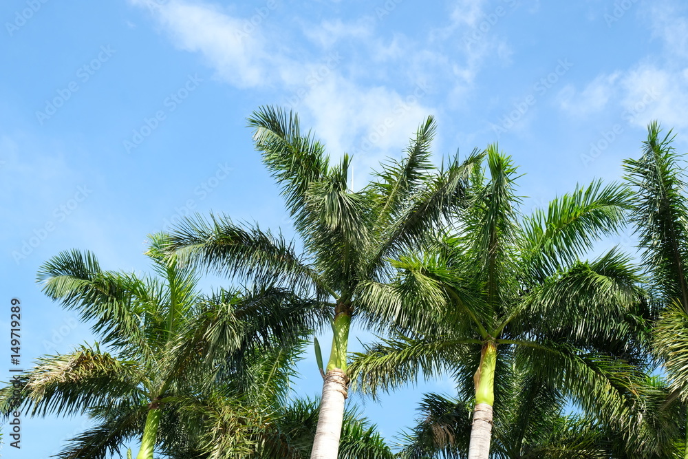Fototapeta premium Summer sky with palm trees