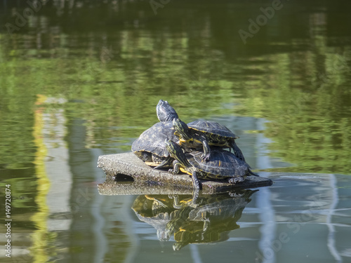 仲良しのカメ