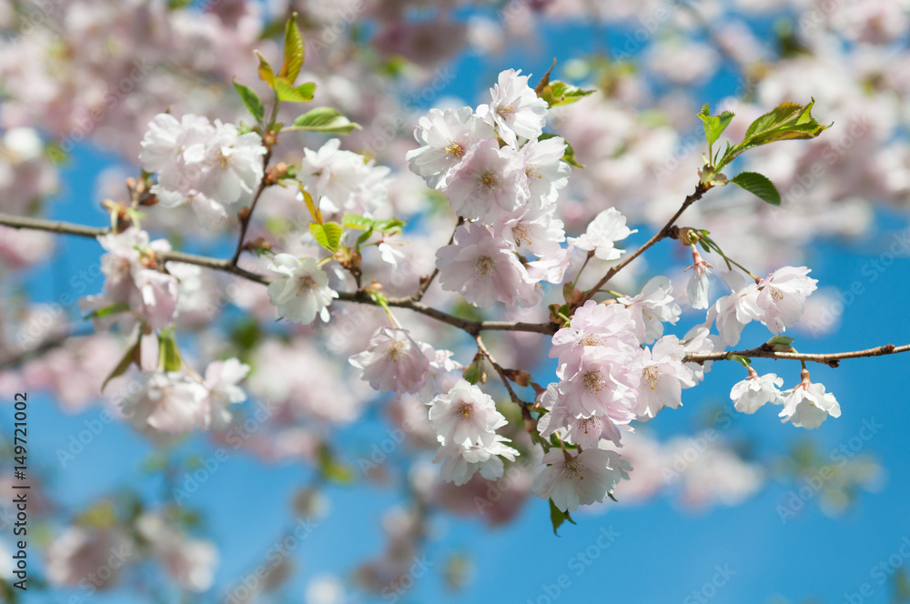 Sakura. Cherry blossoms japan. Pink spring blossom background. Sakura. Cherry blossoms japan. Pink spring blossom background.