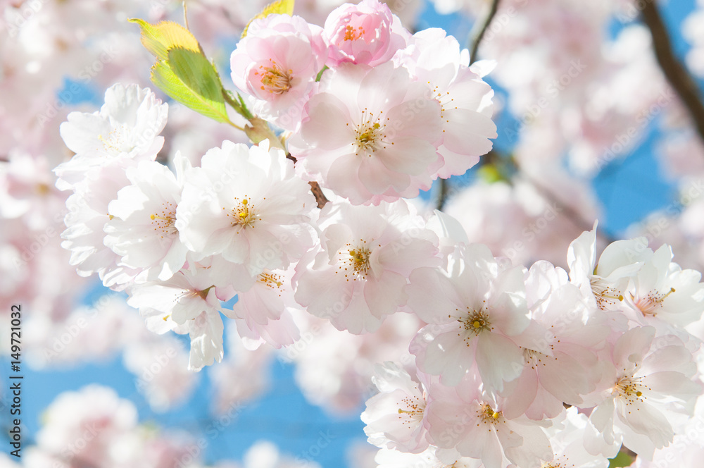 Sakura. Cherry blossoms japan. Pink spring blossom background.