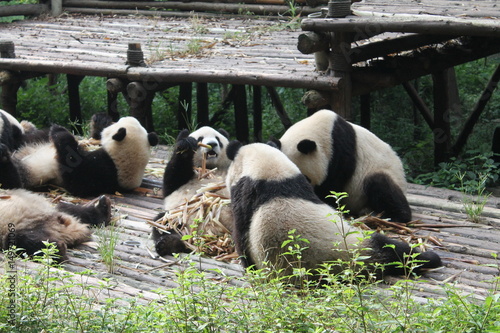 Breakfast time with family pandas photo