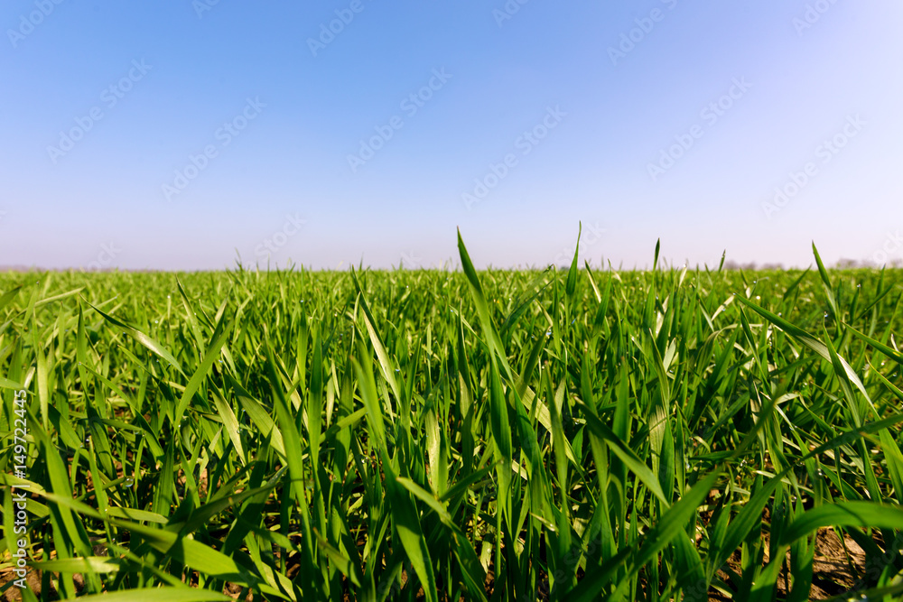 Obraz premium spring green field