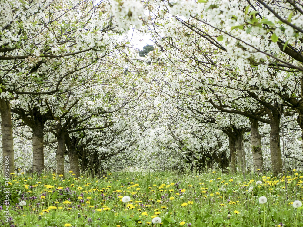 Obstplantage im Frankfurter Ortsteil Markendorf zur Zeit der Baumblüte Anfang Mai