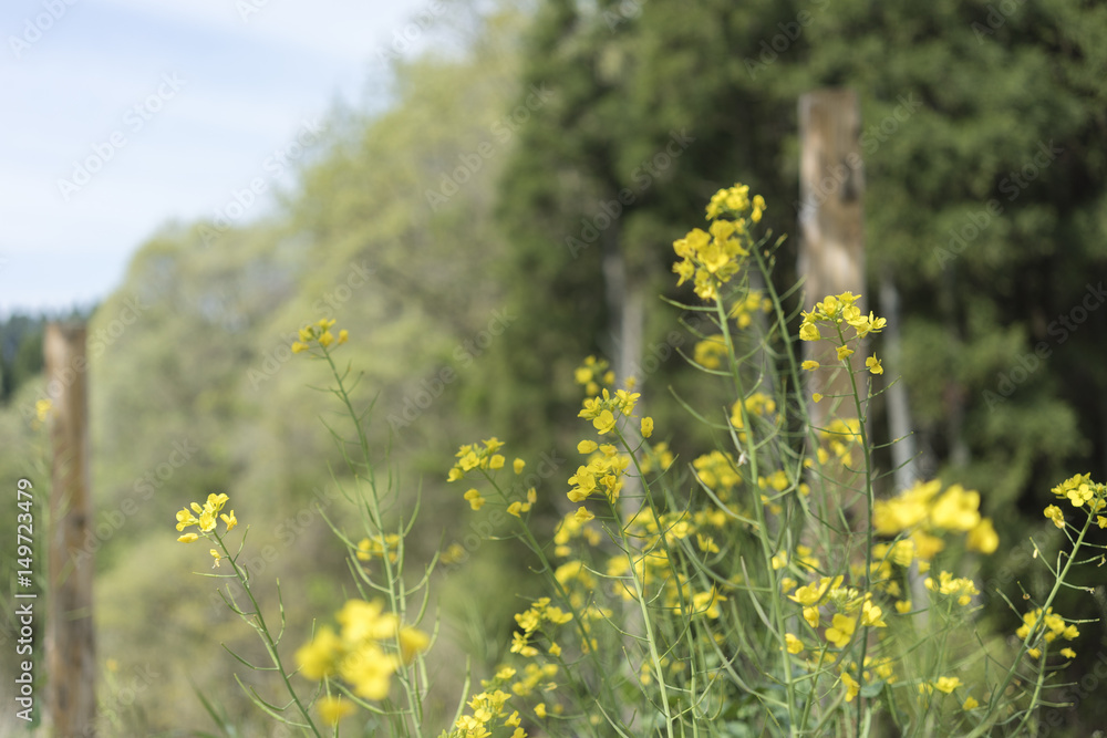 Obraz premium 菜の花