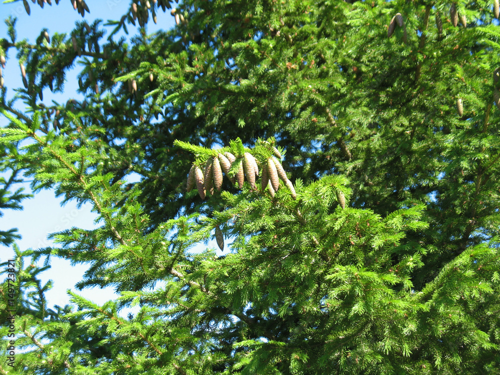 Obraz premium branch of fir with cones