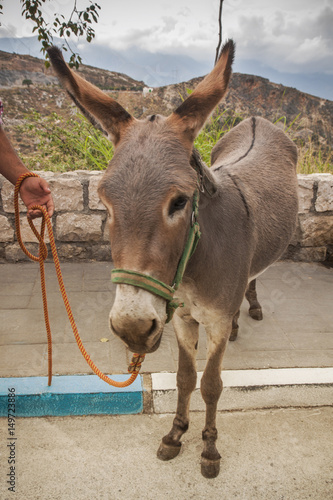 donkey