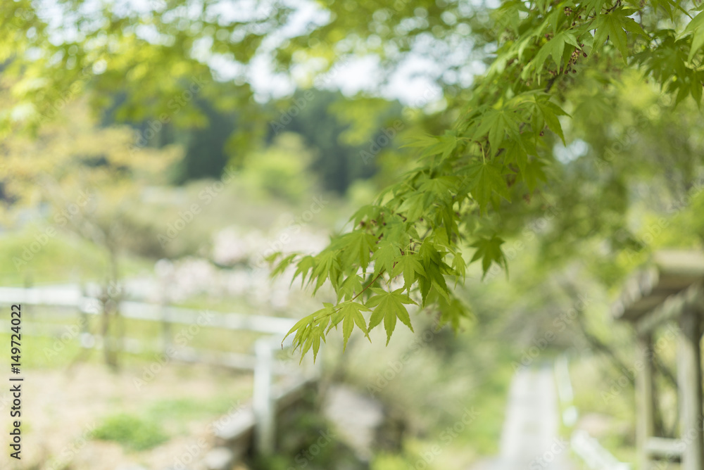 新緑のモミジ