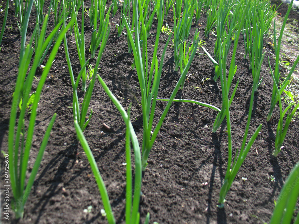 spring onions spring onions