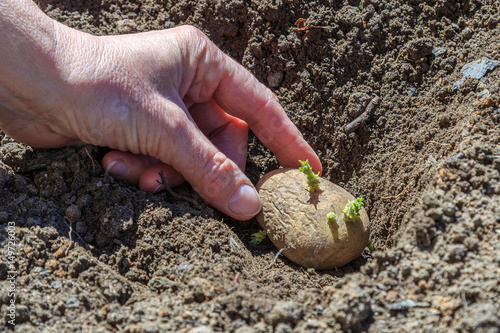 Planting potatoes with sprouts in the hole