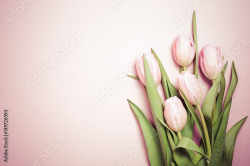 Fototapeta Naklejka Na Ścianę i Meble -  Pink tulips on the pink background. Flat lay, top view.  Valentines background.