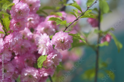 Almond bush in bloom
 photo