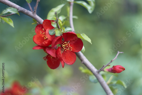 
Flowering quince of red color
