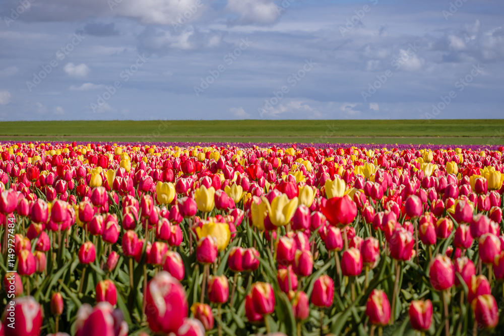 Blooming tulips during spring