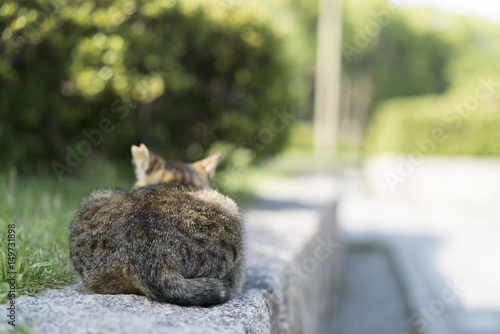 Fototapeta Naklejka Na Ścianę i Meble -  公園の野良猫