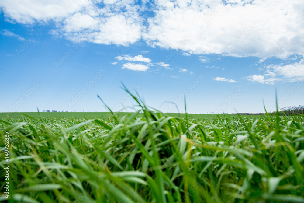 Obraz premium Green grass, a distant prospect, clean air and a beautiful blue sky