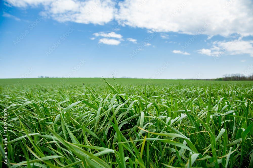 Green grass, a distant prospect, clean air and a beautiful blue sky Green grass, a distant prospect, clean air and a beautiful blue sky