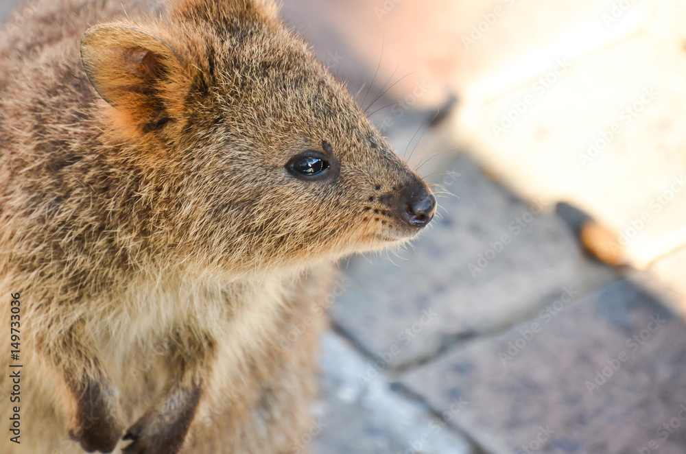 Quokka that seems to think something