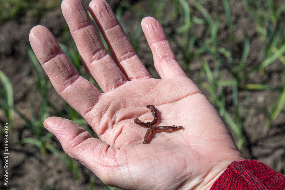 Worms for fishing are small, dark red