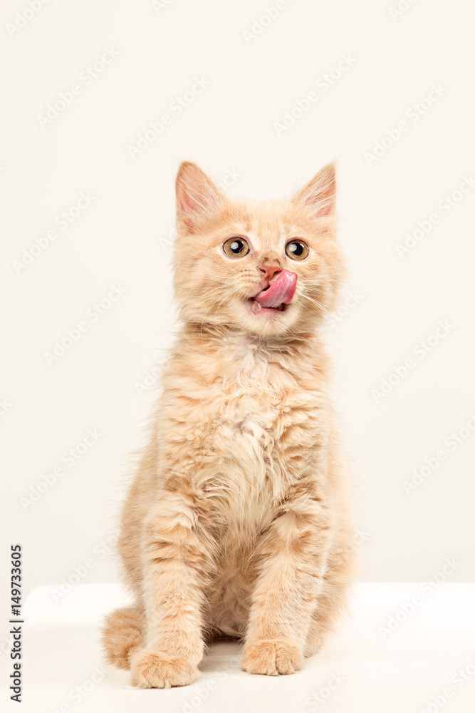 Obraz premium The cat on white background