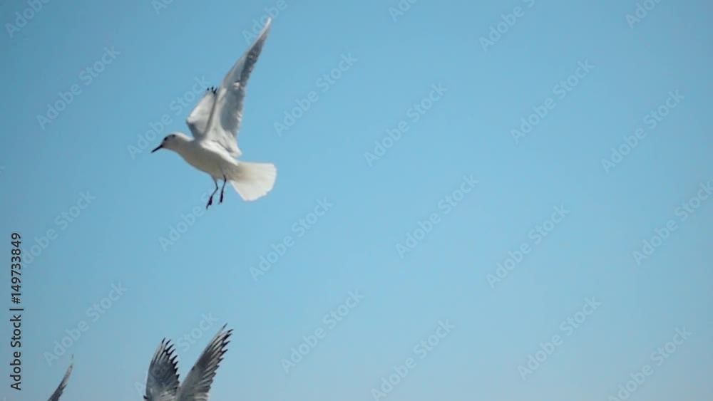 Flock of Seagulls flying blue sky in super slow motion
Flock of Seagulls flying blue sky in super slow motion