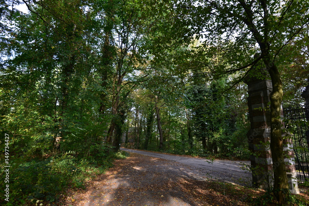 Fototapeta premium Path in the forest