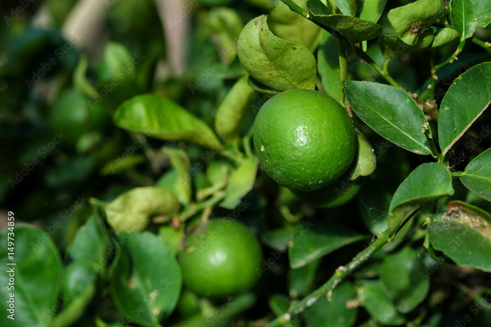 Close up lime fruit vegetable in the garden