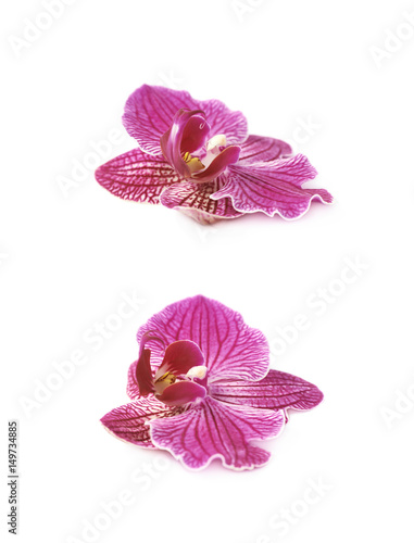 Single orchid flower isolated