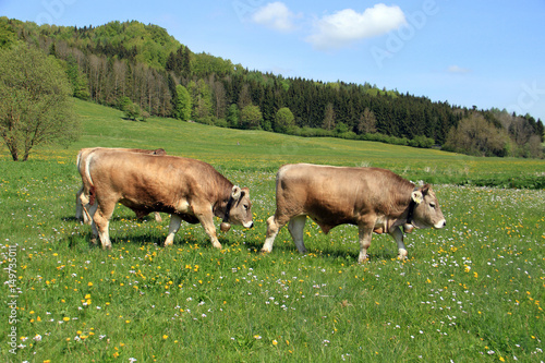 Kühe auf der Weide